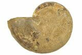 Jurassic Cut & Polished Ammonite Fossil (Half) - Madagascar #223246-1